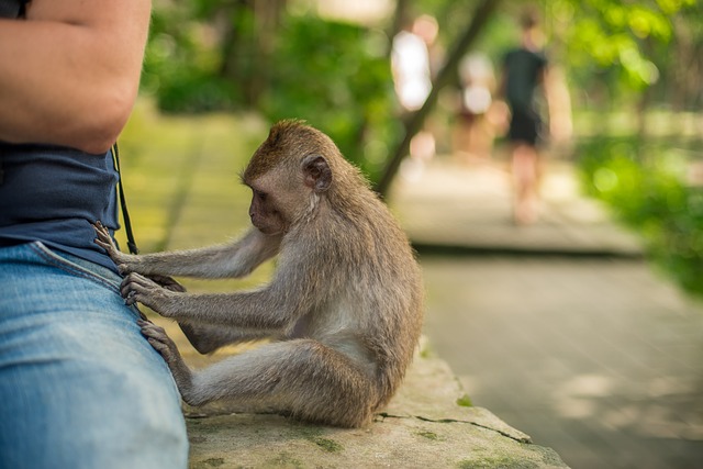 Bali, Ubud monkey forest