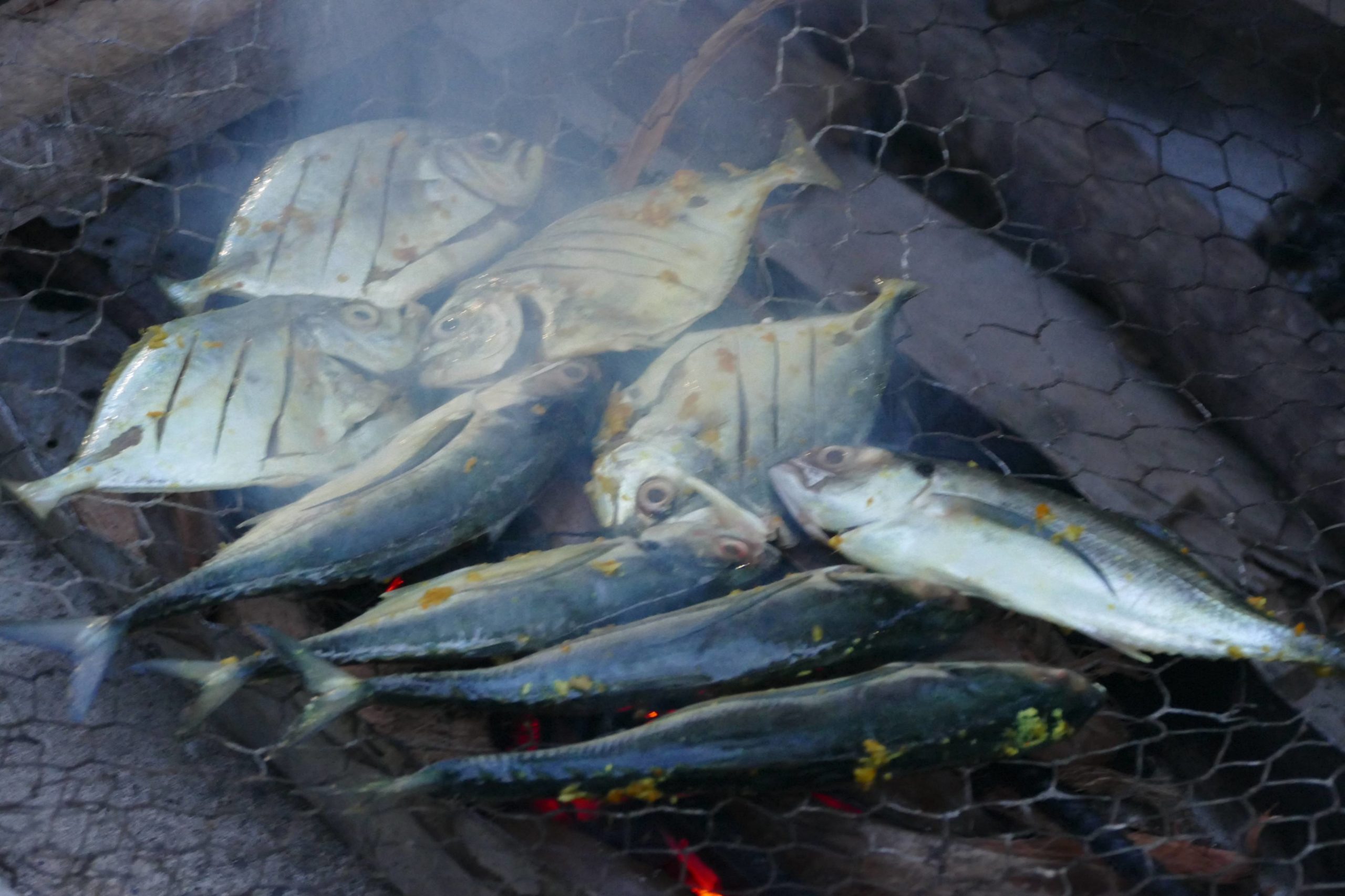 fresh fish 