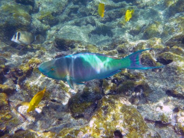rainbow fish, snorkeling