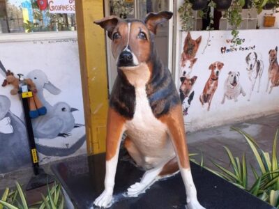 charlie animal rescue center blog