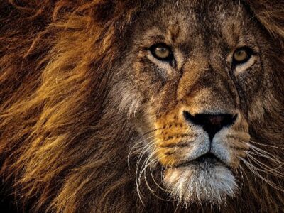 gir national park guide