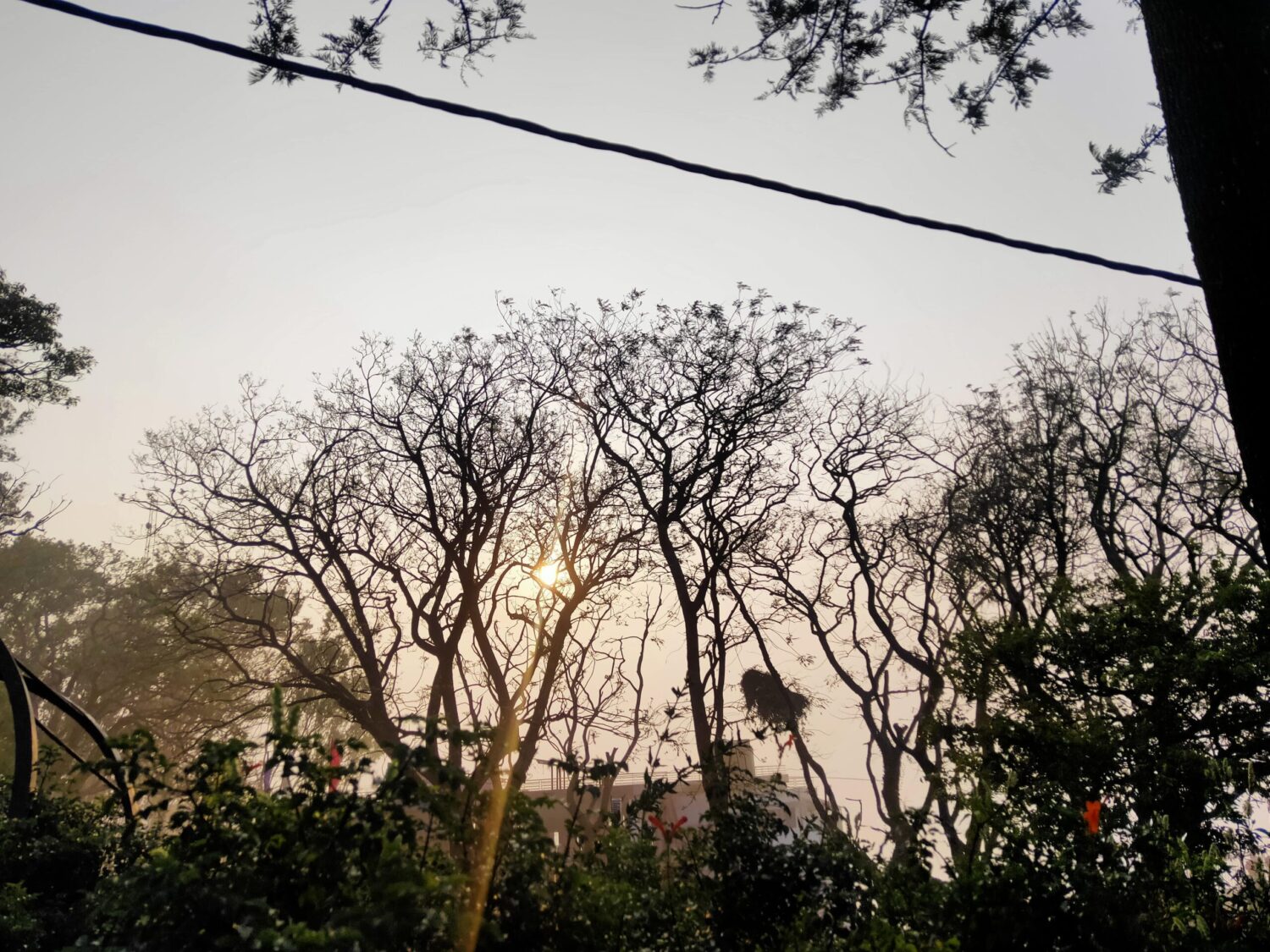 nandi hills sunrise through trees