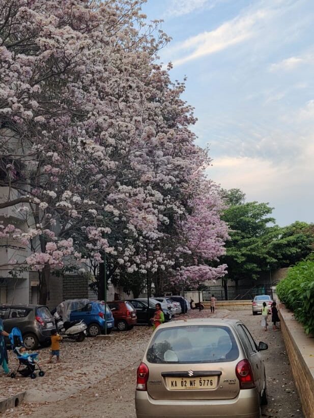 spring in bangalore, seasons in bangalore, things to know about bangalore
