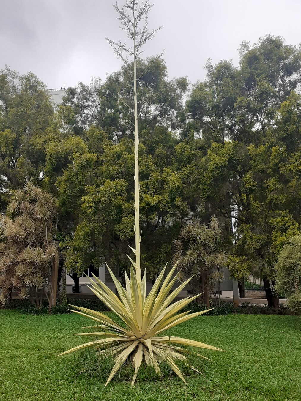 Agave in Bangalore, agave plant