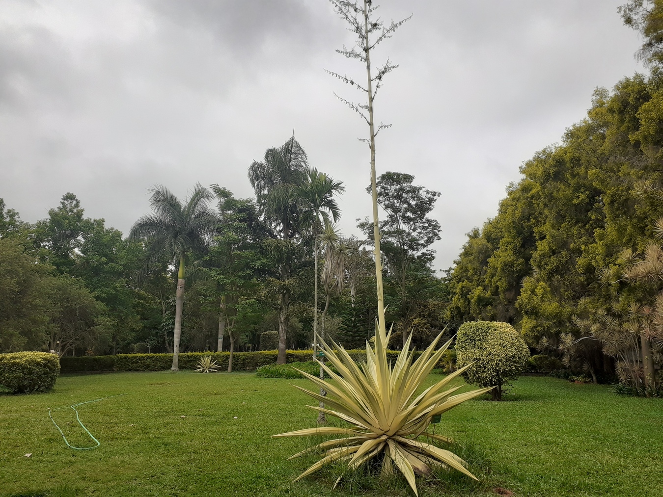trees in reva, agave plant, agave plant bangalore