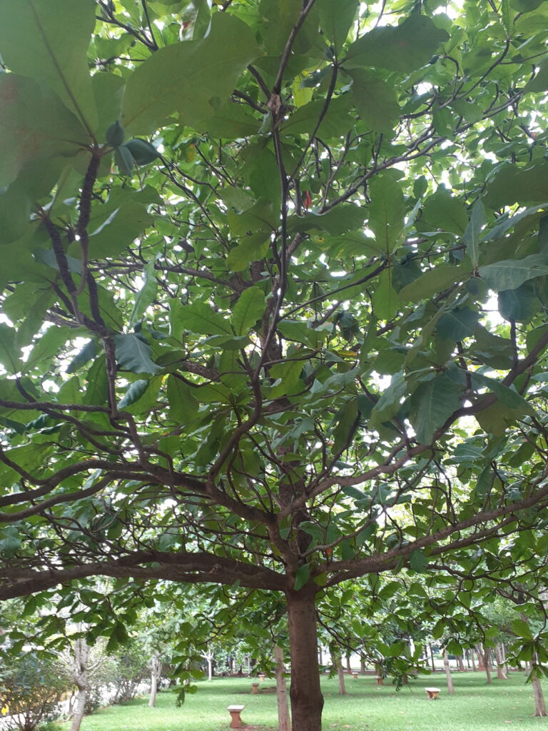 Indian Almond tree Bangalore