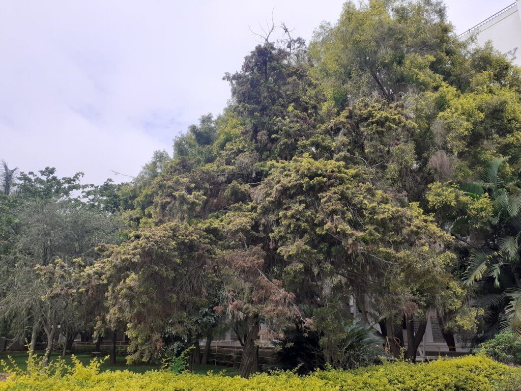 old french cyperus tree bangalore, old french cyperus, trees in reva