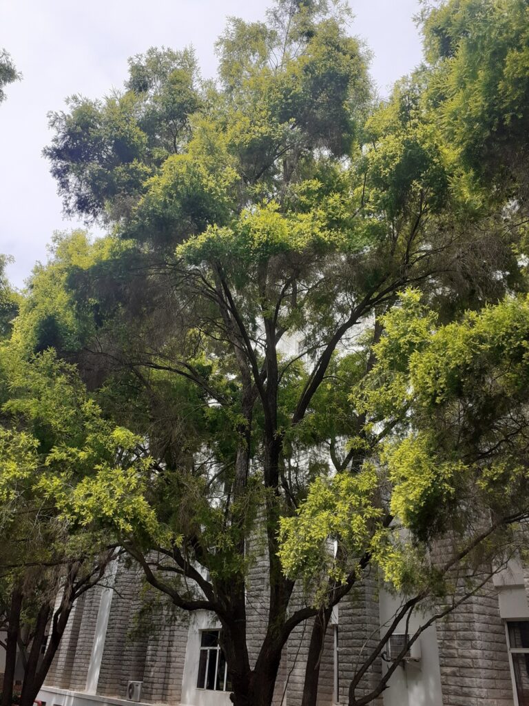 black tea tree reva university