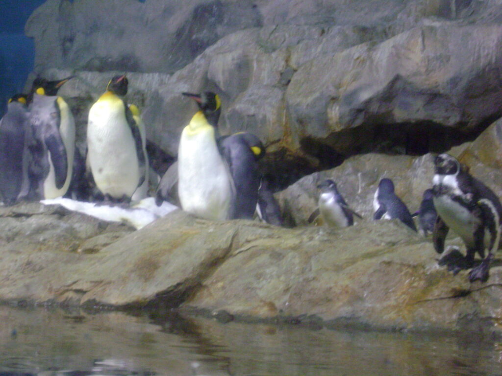 penguins in jurong bird park