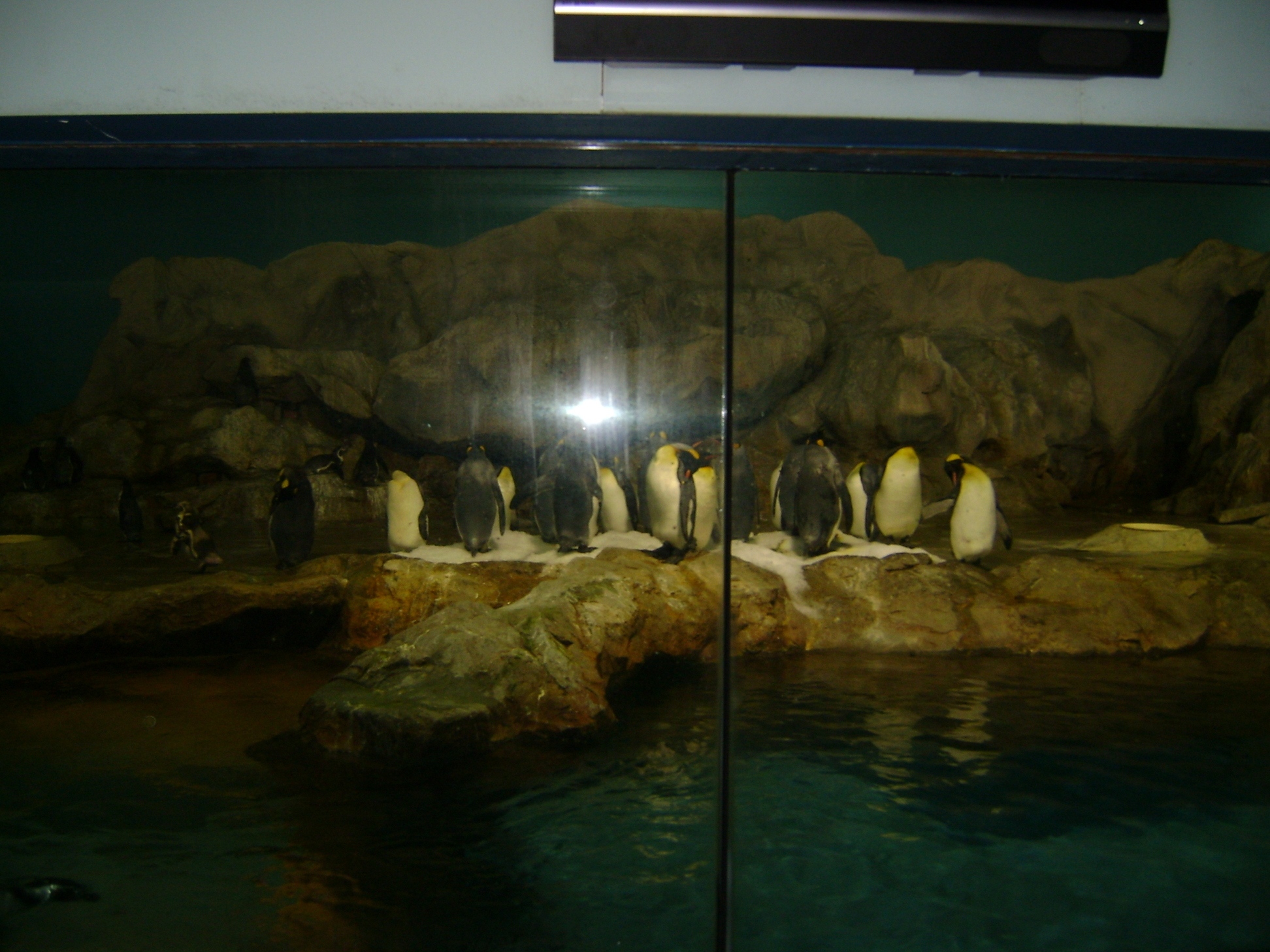 penguin coast jurong bird park