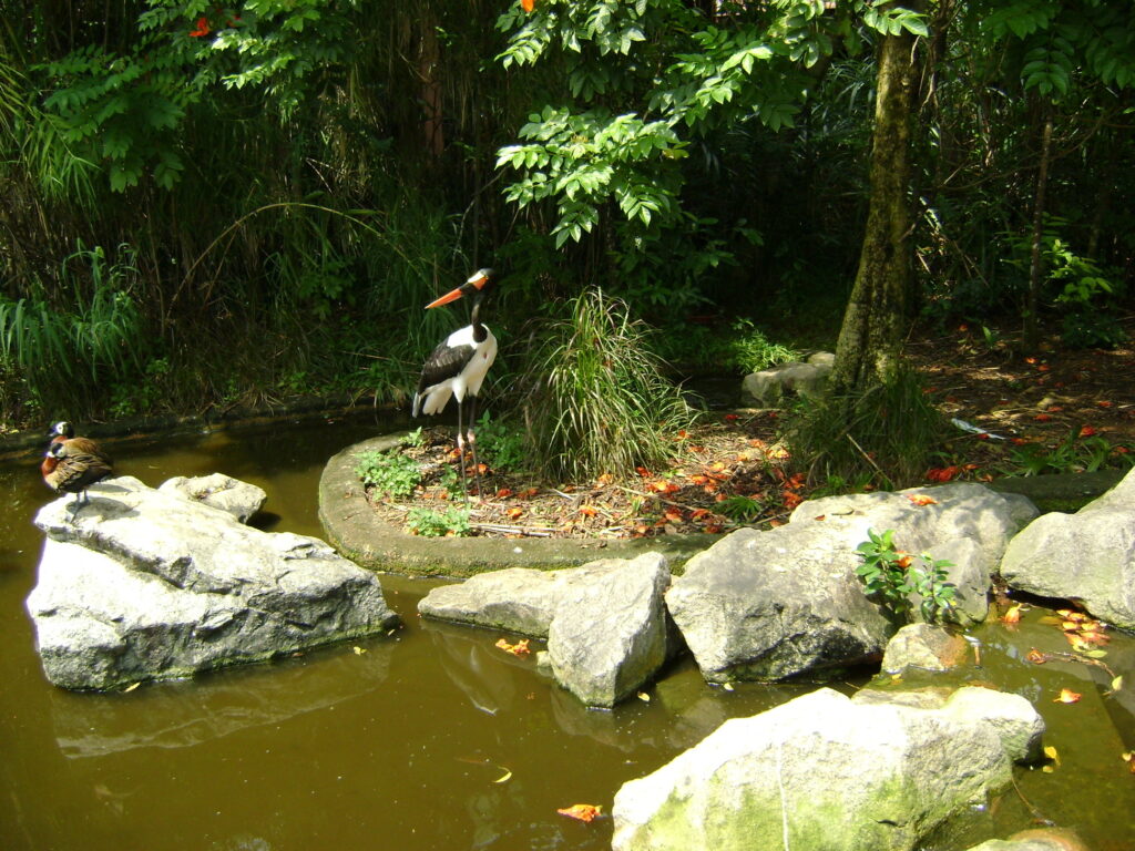 birds in jurong bird park
