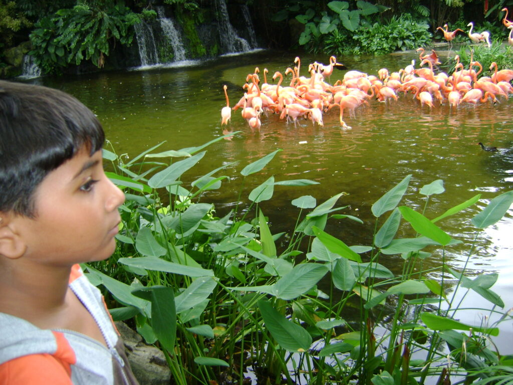 flamingoes jurong bird park lake