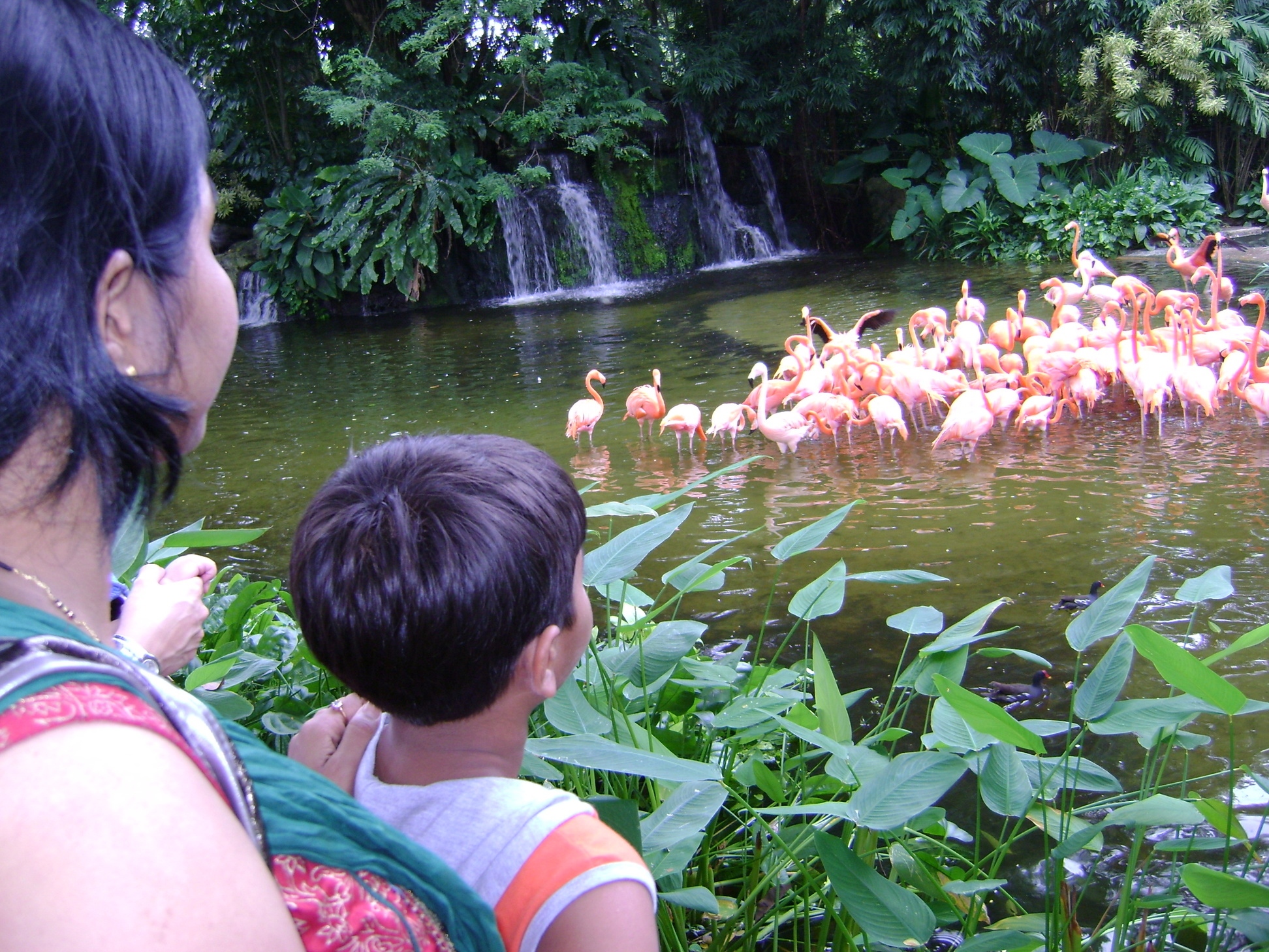 flamingoes, jurong bird park flamingoes