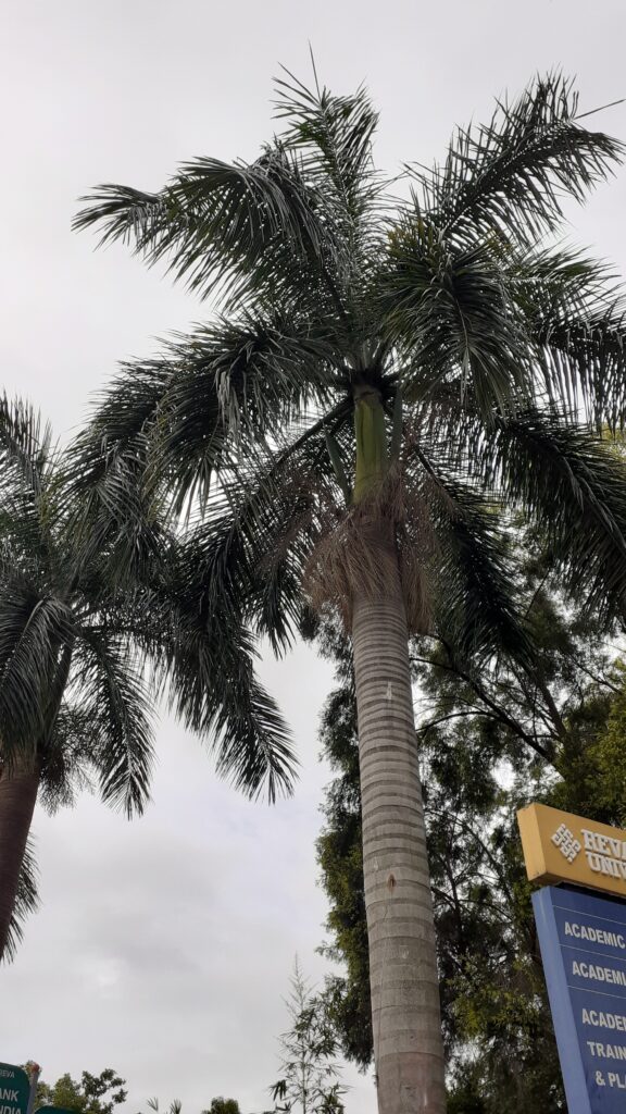 trees in reva, royal palm tree bangalore india, royal palm