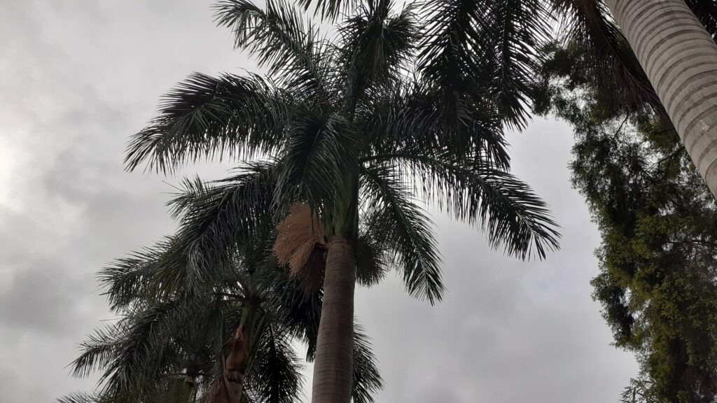 royal palm tree bangalore india, royal palm