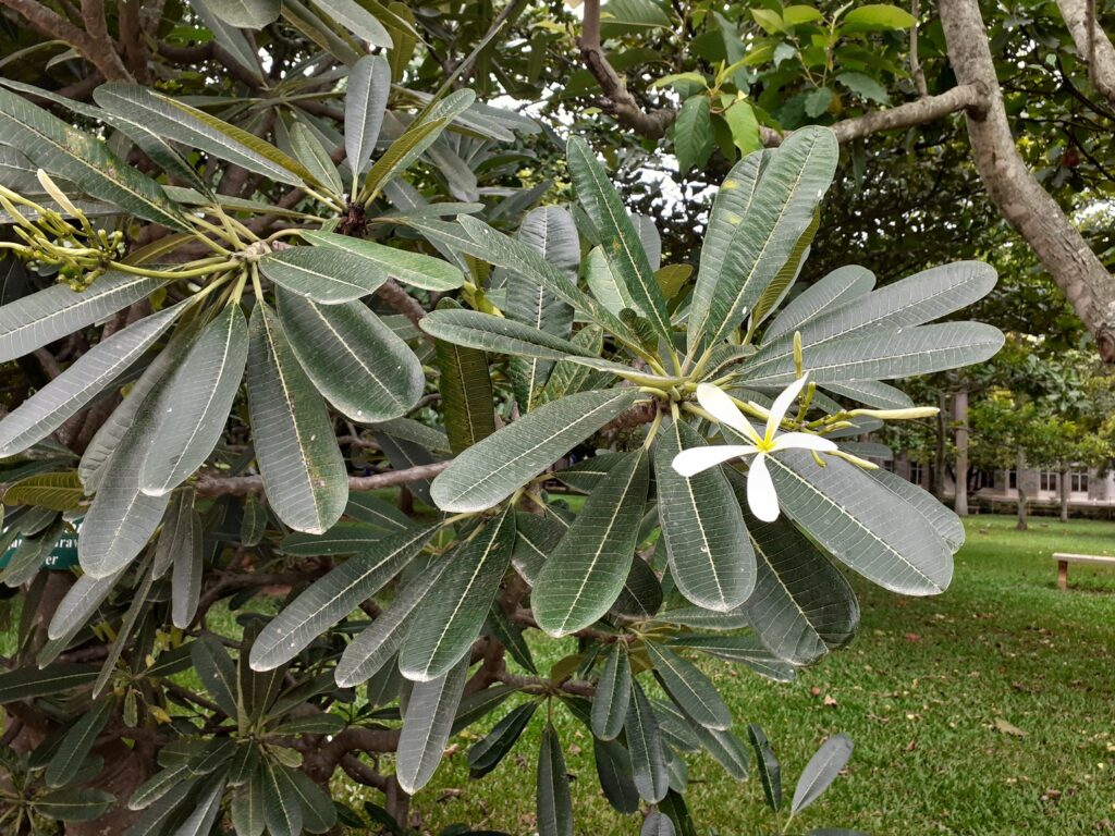 Trees in reva, Singapore Graveyard Flower, Plumeria Obtusa