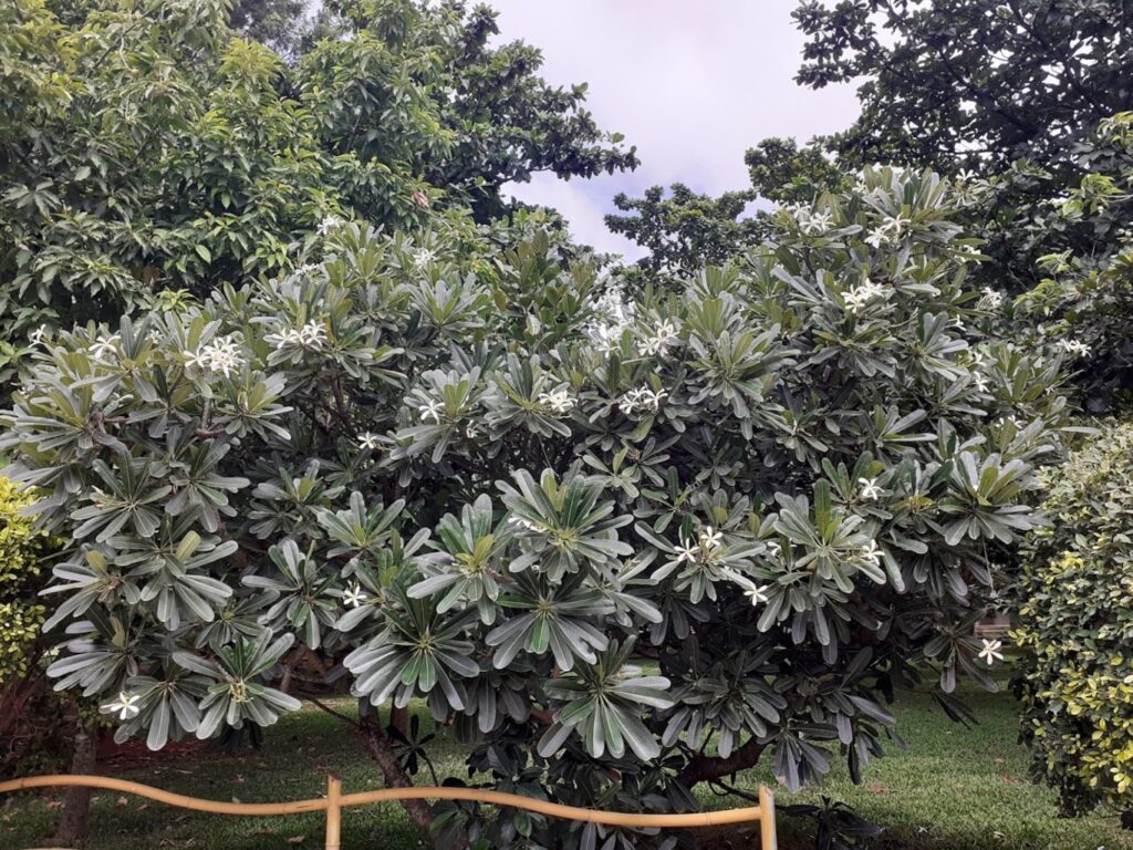 singapore graveyard flower bangalore, trees in reva