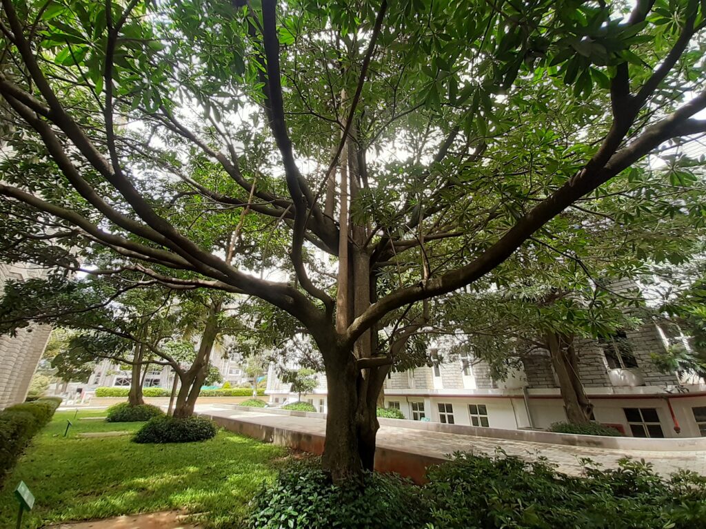 trees in reva, trees in bangalore