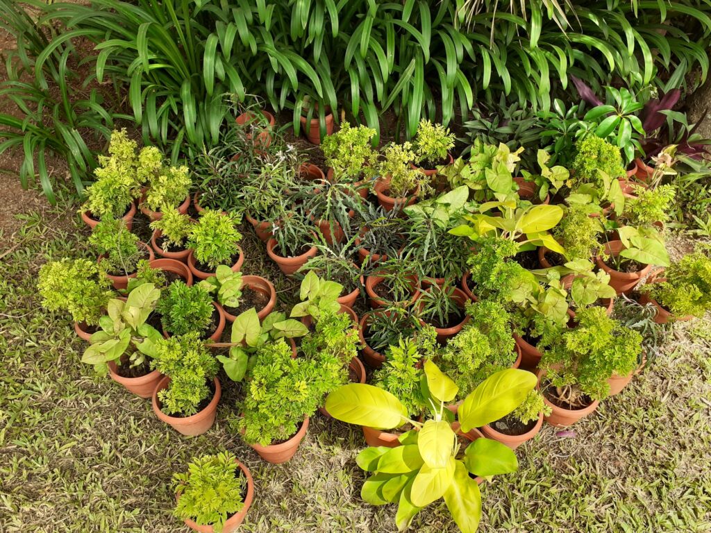 baby plants bangalore, baby plants, baby plant reva