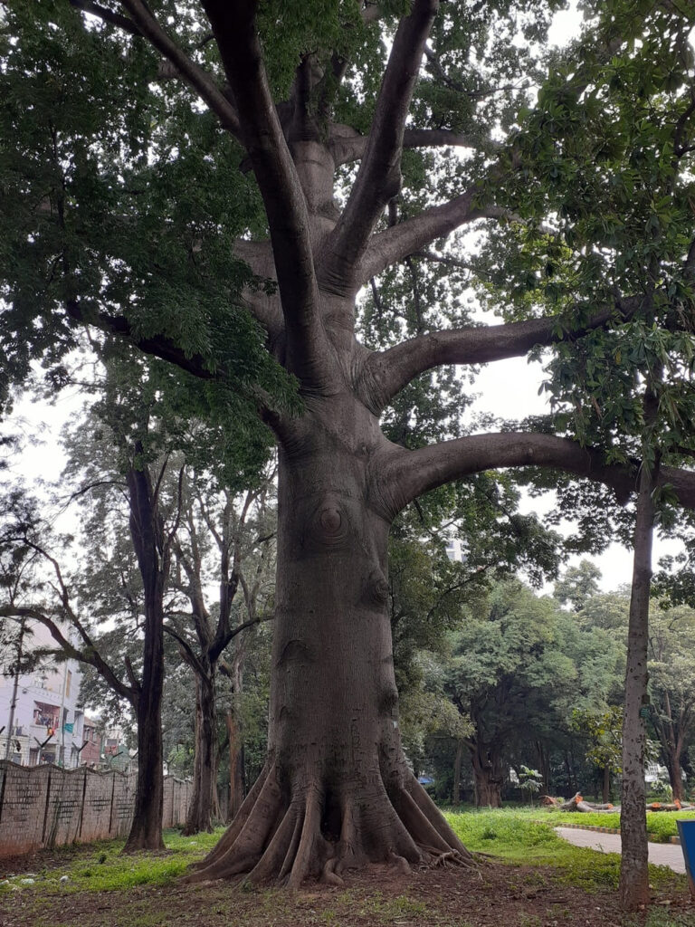 biggest tree in lalbagh