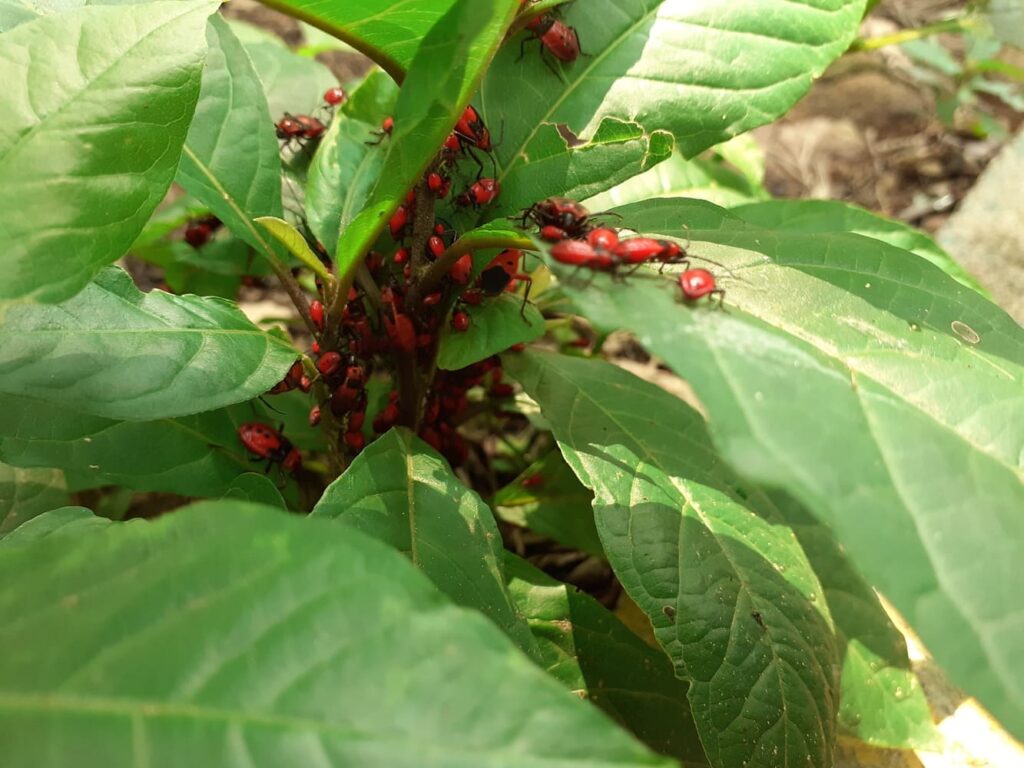 lalbagh botanical garden blog - ladybugs