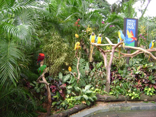 jurong bird park singapore itinerary