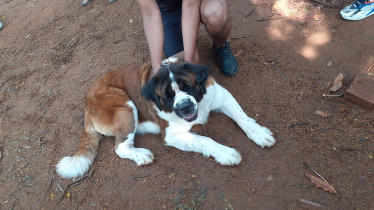 cubbon park sunday saint bernard