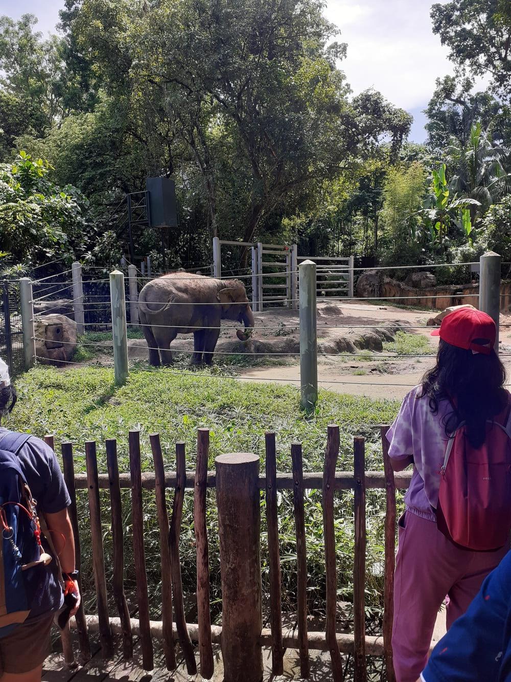 elephants at sg zoo