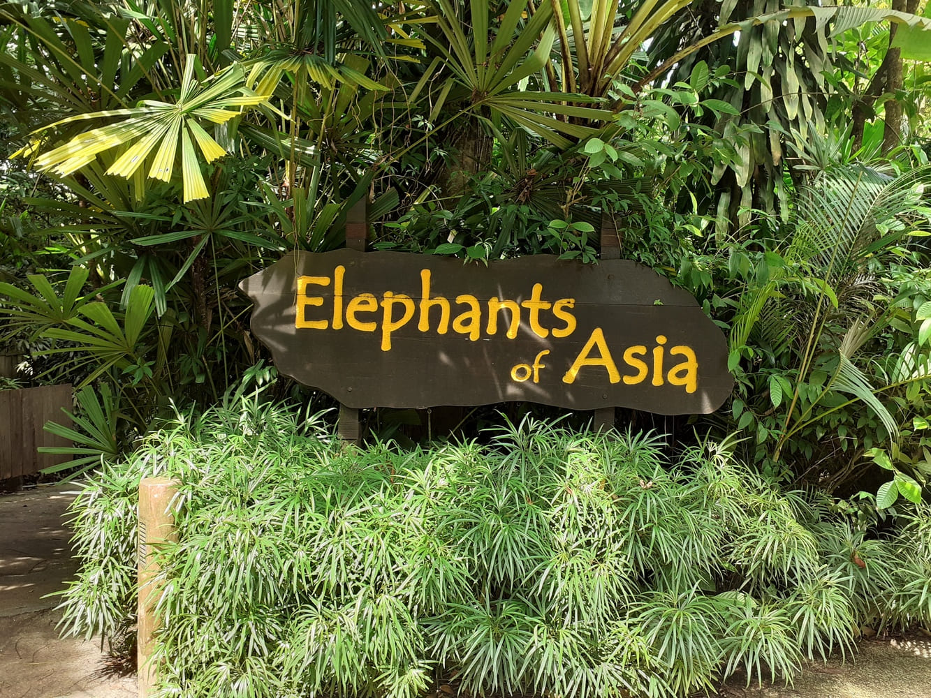 elephants of asia sg