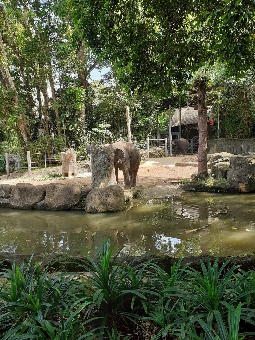 elephants sg zoo
