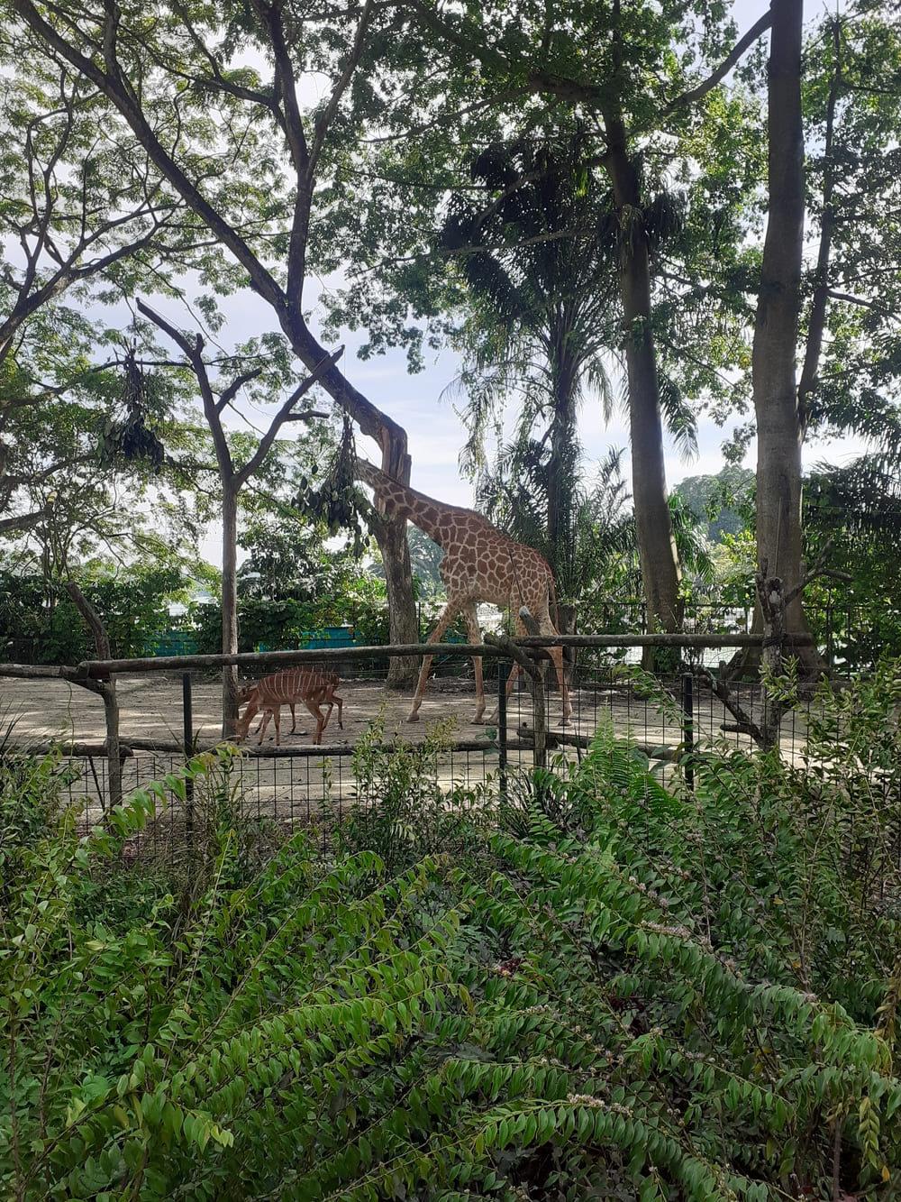 giraffe singapore zoo