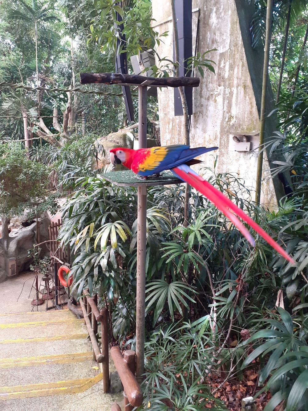 macaw singapore zoo, singapore zoo itinerary