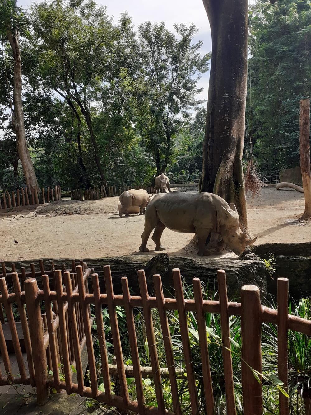 rhino singapore