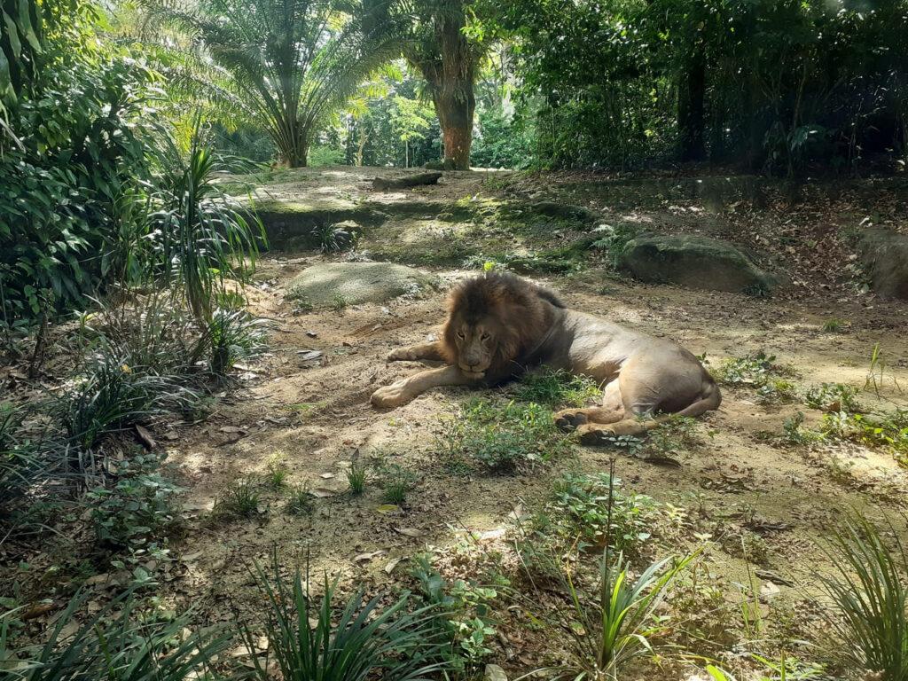 singapore zoo lion closeup