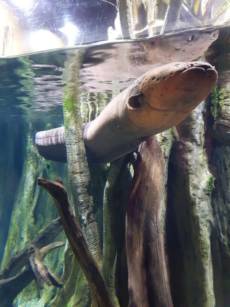 electric eel river safari