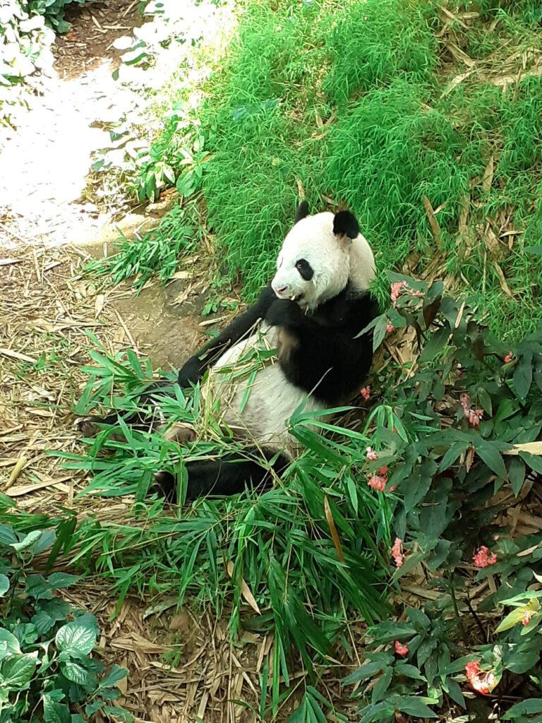 river wonders giant panda