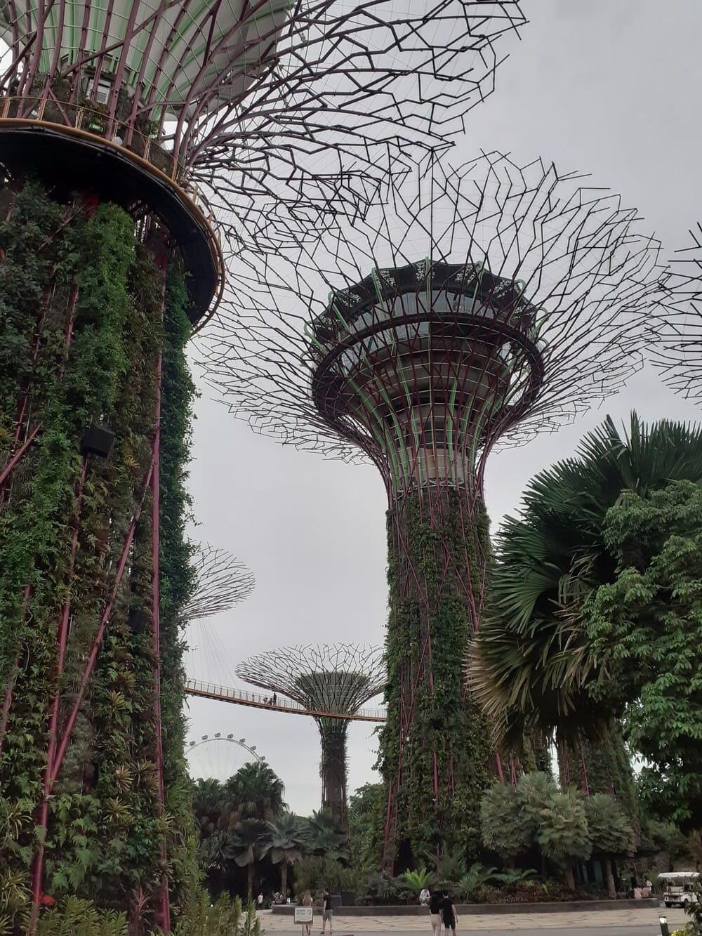 supertree groves gardens by the bay