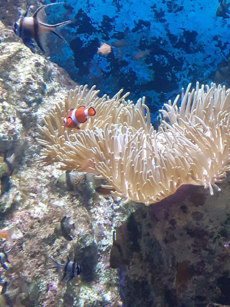 clownfish sea aquarium singapore