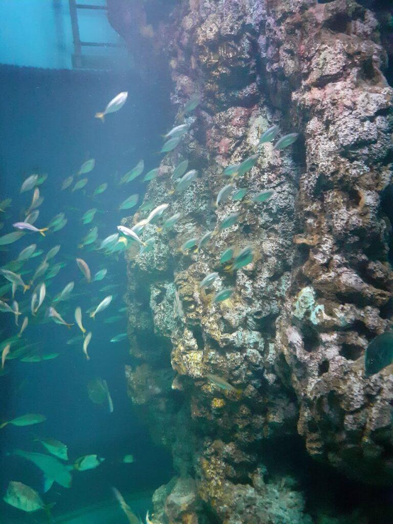 coral garden sea aquarium singapore