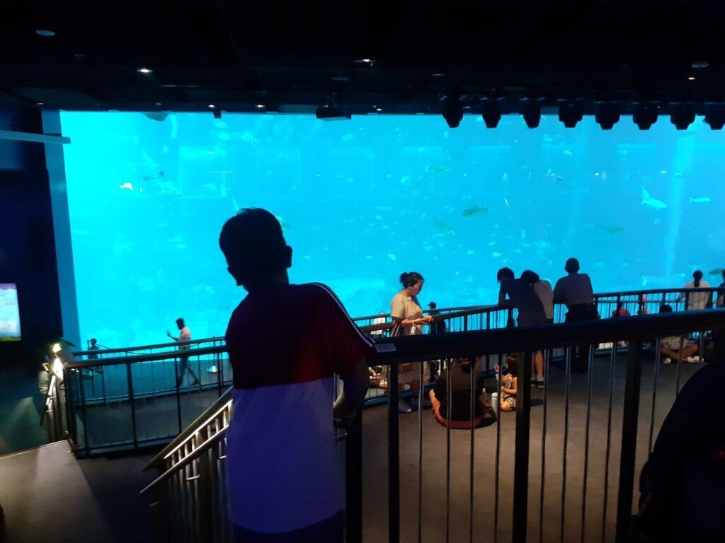 sea aquarium blog review singapore. open ocean habitat sg