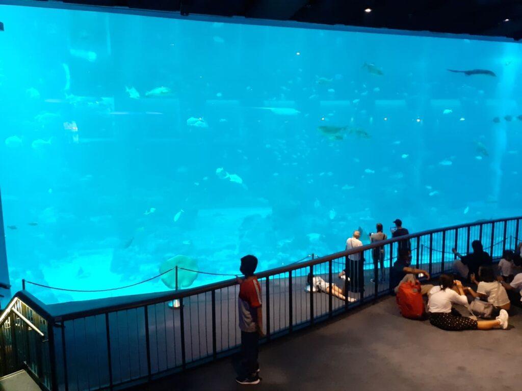 open ocean habitat sea aquarium sg