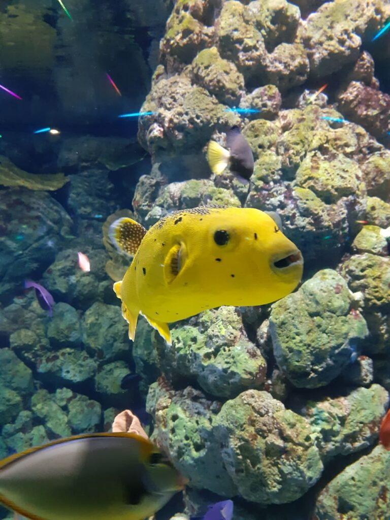 pufferfish sea aquarium sentosa sg