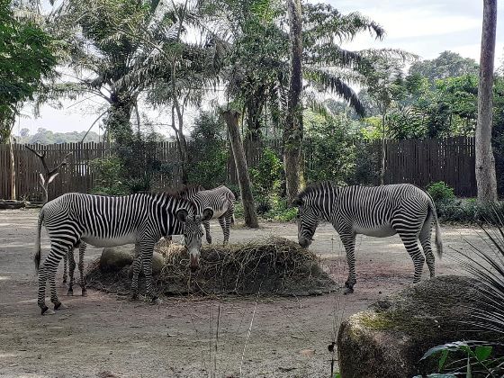 zebra sg zoo, singapore zoo itinerary